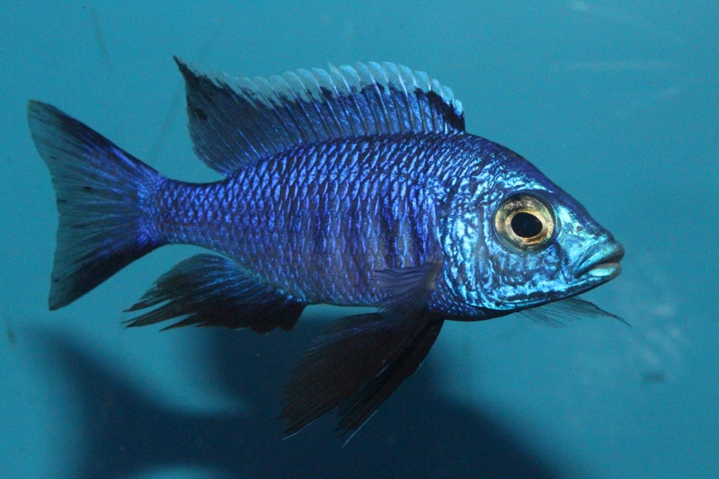 Copadichromis azureus 'Mbenji Island'